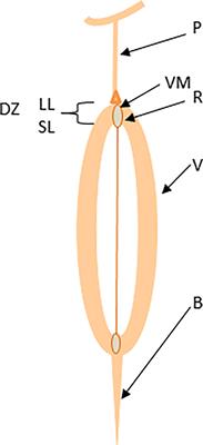 Novel quantitative trait loci from an interspecific Brassica rapa derivative improve pod shatter resistance in Brassica napus